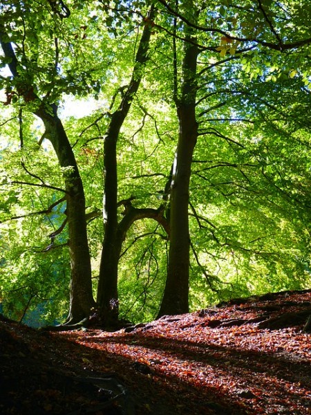 Fläming Wanderung